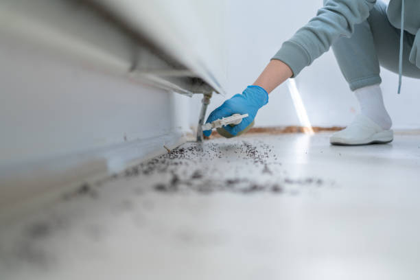 Best Wasp Removal Services  in Monticello, MN